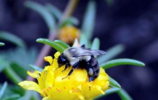 Photo of bee pollinating a flower