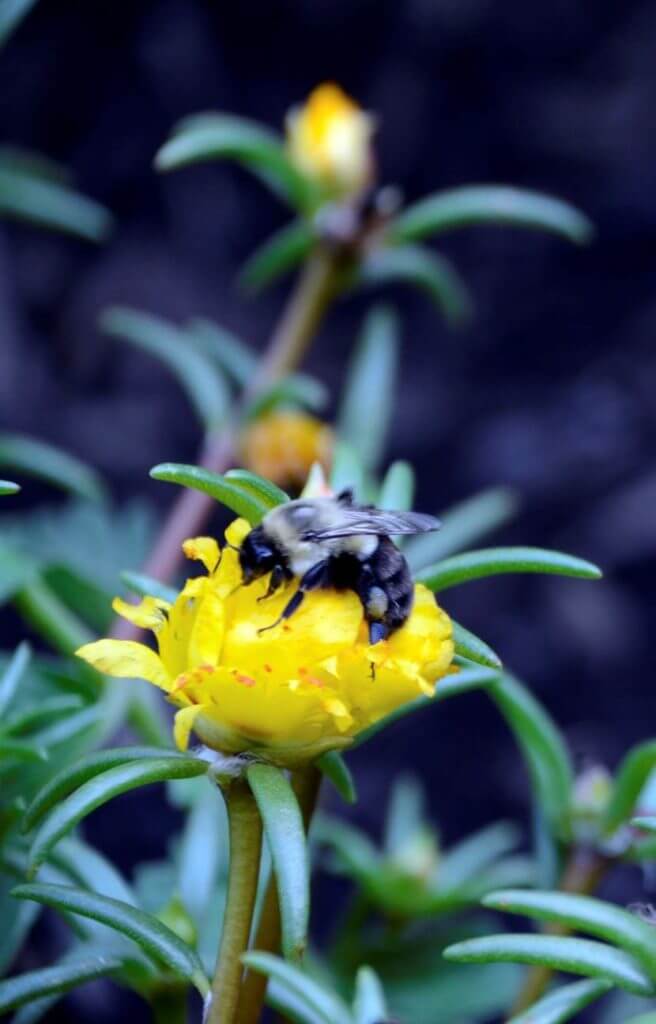 Photo of bee pollinating a flower