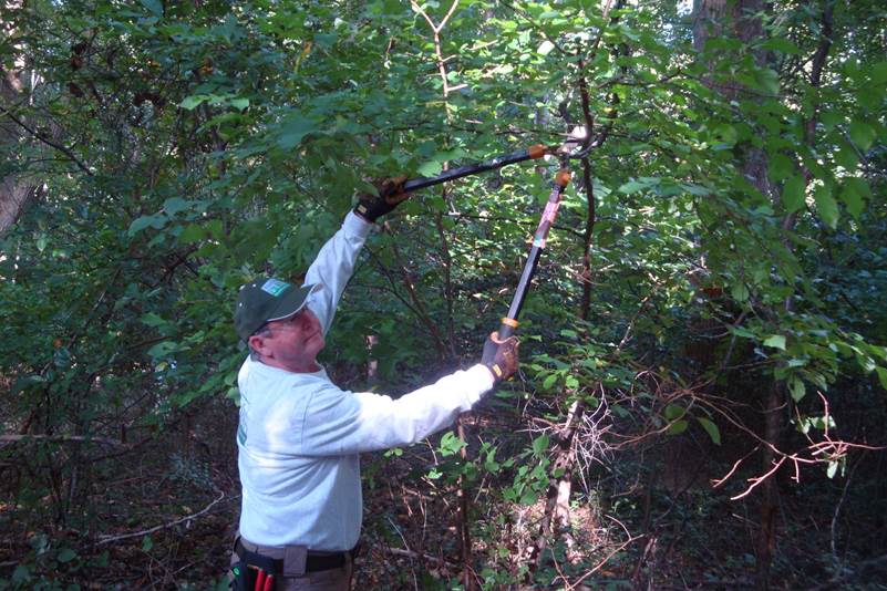 Monmouth County Park volunteer triming tree branches