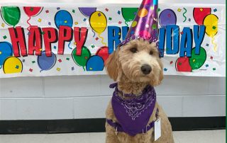 RFH Therapy Dog Violet