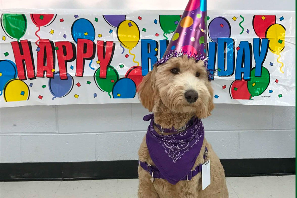 RFH Therapy Dog Violet