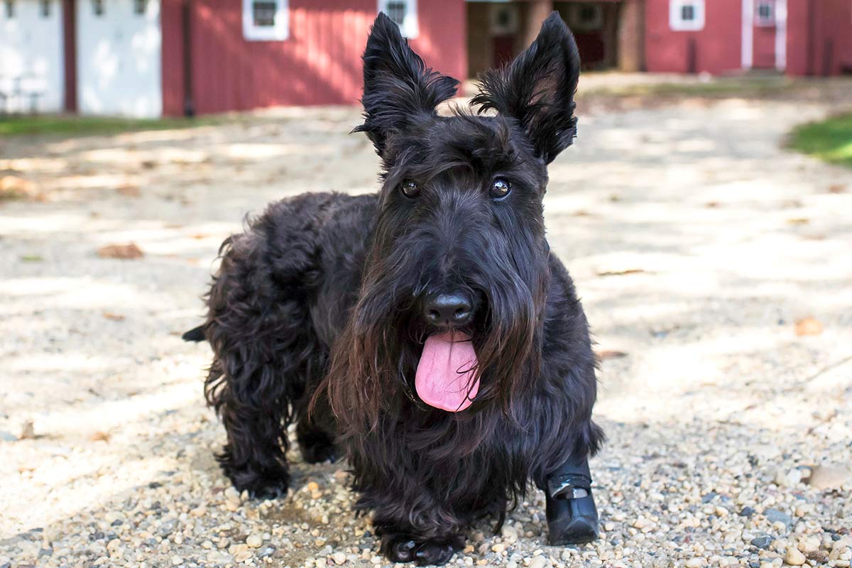 Scottie dog