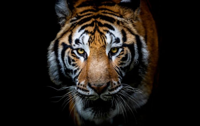 Tiger on black background