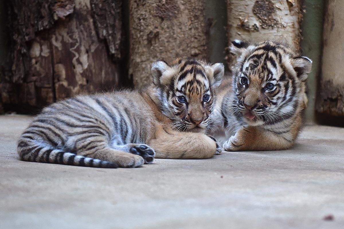 Two tiger cubs