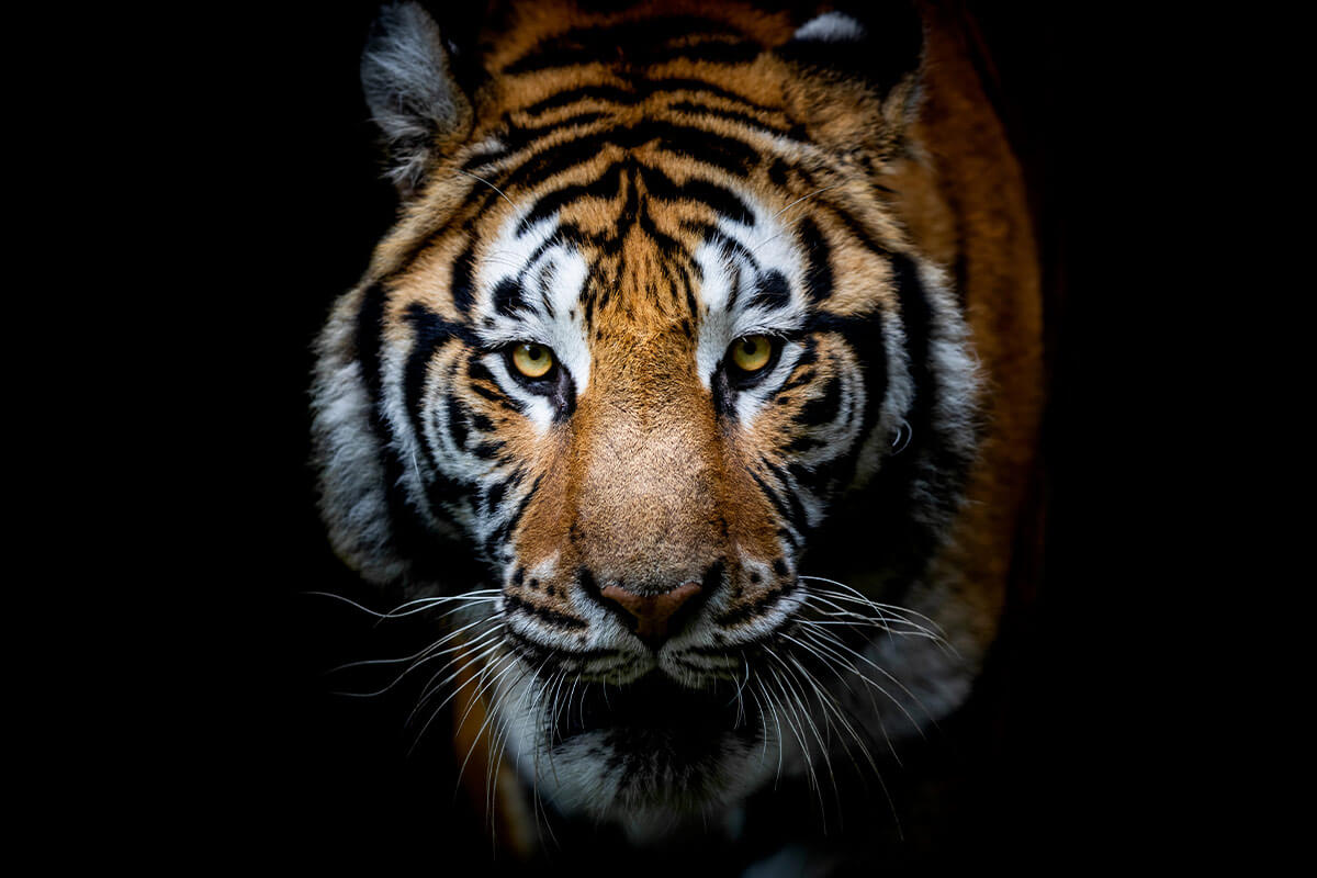 Tiger on black background