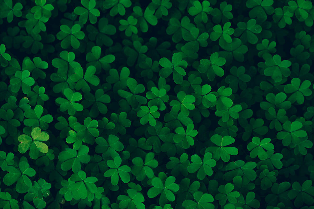 Four leaf clovers