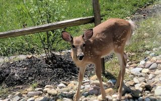 Photo of a baby deer