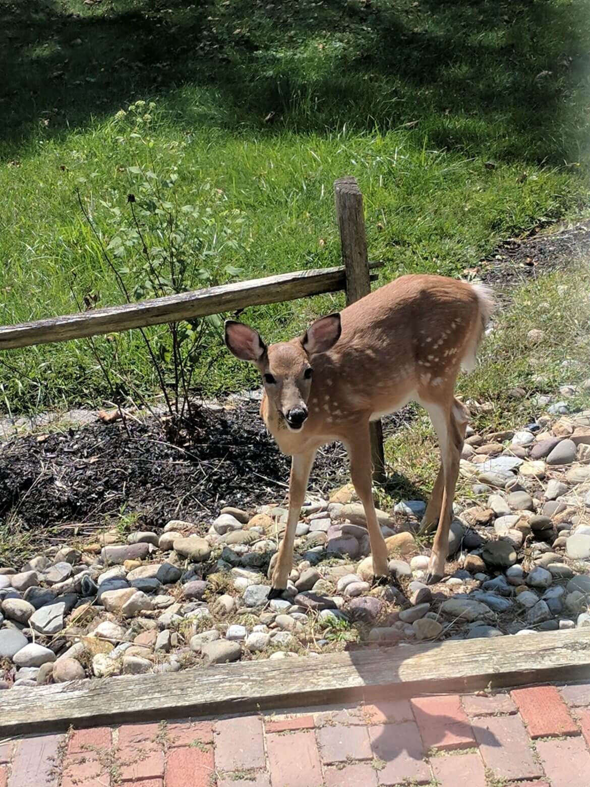 Photo of a baby deer