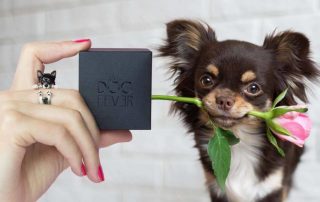 Dog Fever, small dog with flower in mouth