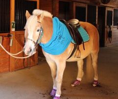 Photo of horse, Special People United to Ride