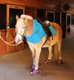 Photo of horse, Special People United to Ride