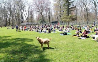 Photo of Goat Yoga in the park