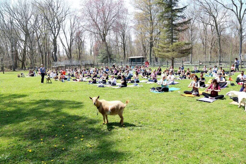 Photo of Goat Yoga in the park